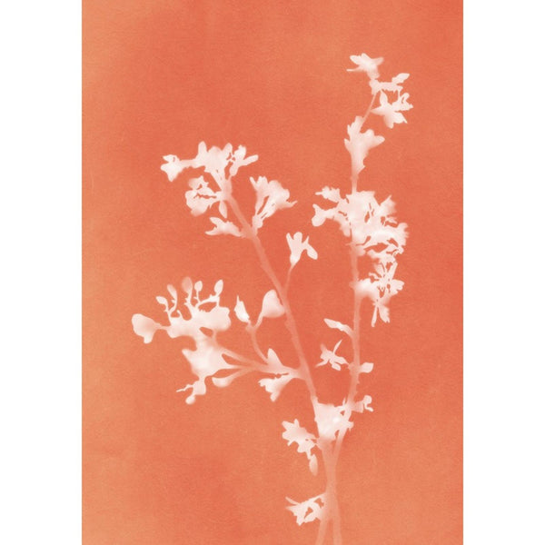 Press Orange Wall | Graham & Brown