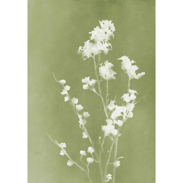 Press Green Wall | Graham & Brown