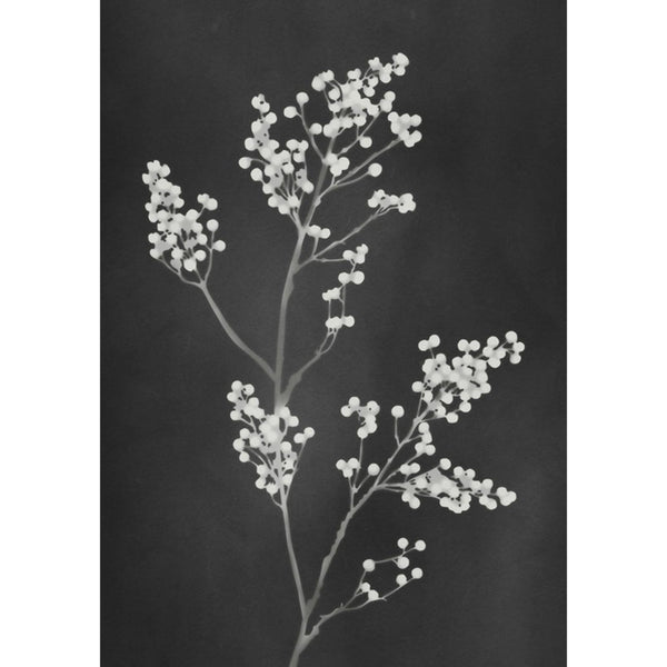 Press Black Wall | Graham & Brown
