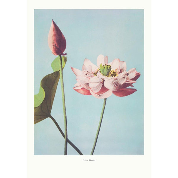 Flower Blue Wall | Graham & Brown