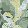 Auri Pistachio