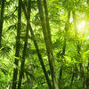 Nature Green Wallcovering | AS Creation
