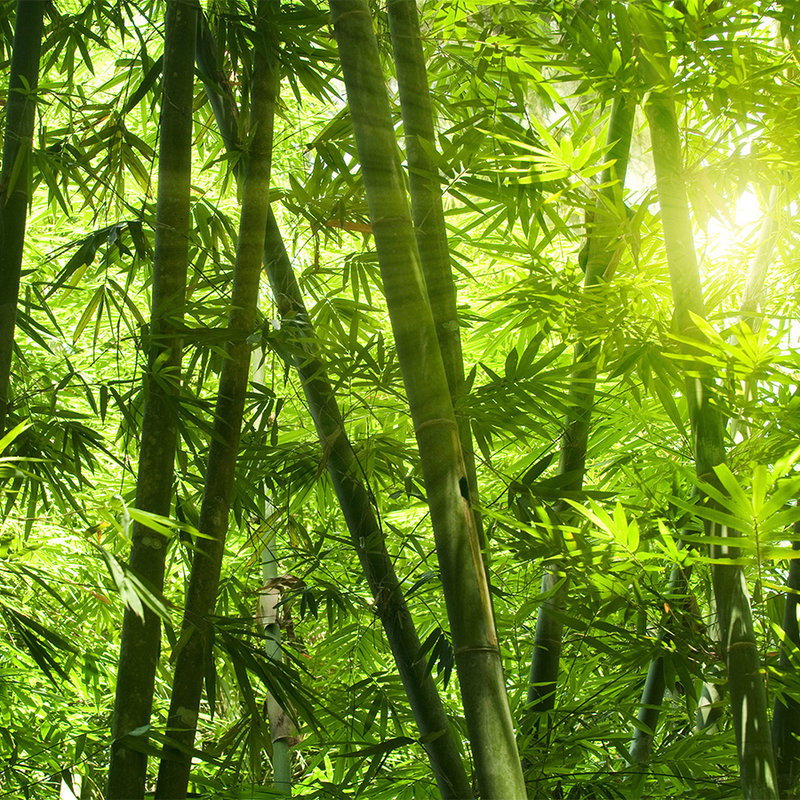 Nature Green Wallcovering | AS Creation