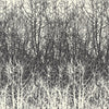 Birches - Black/White Wallpapers