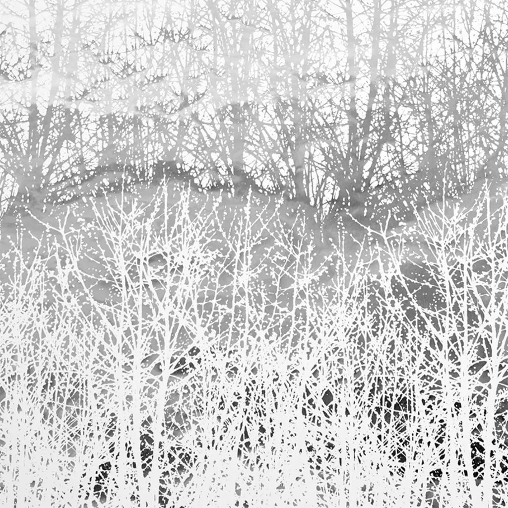 Birches - Silver Wallpapers