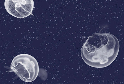 Jelly Fish | Coordone Europe