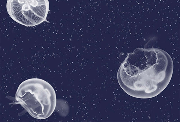 Jelly Fish | Coordone Europe