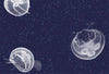 Jelly Fish