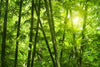 Nature Green Wallcovering | AS Creation