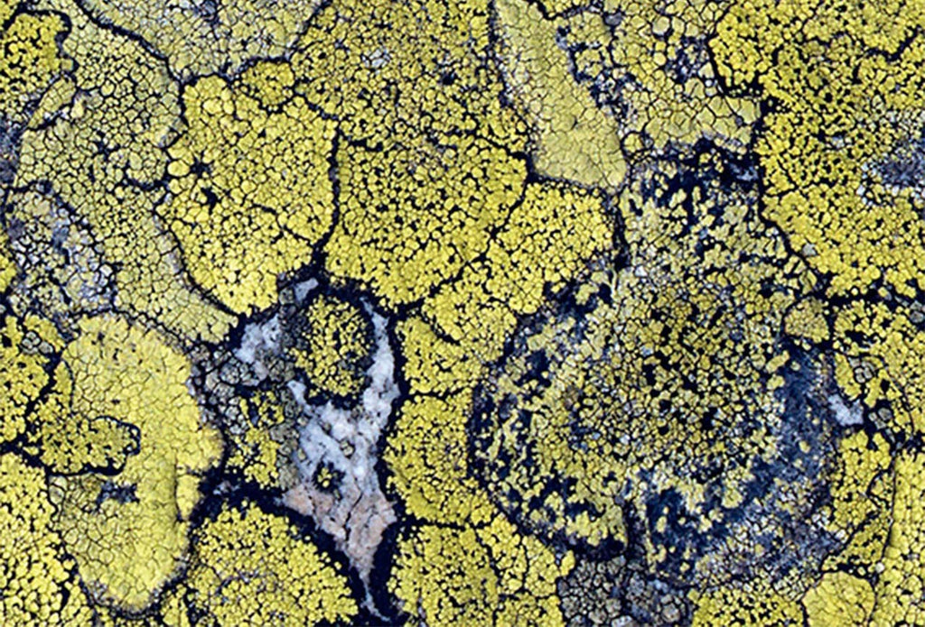 Crackle