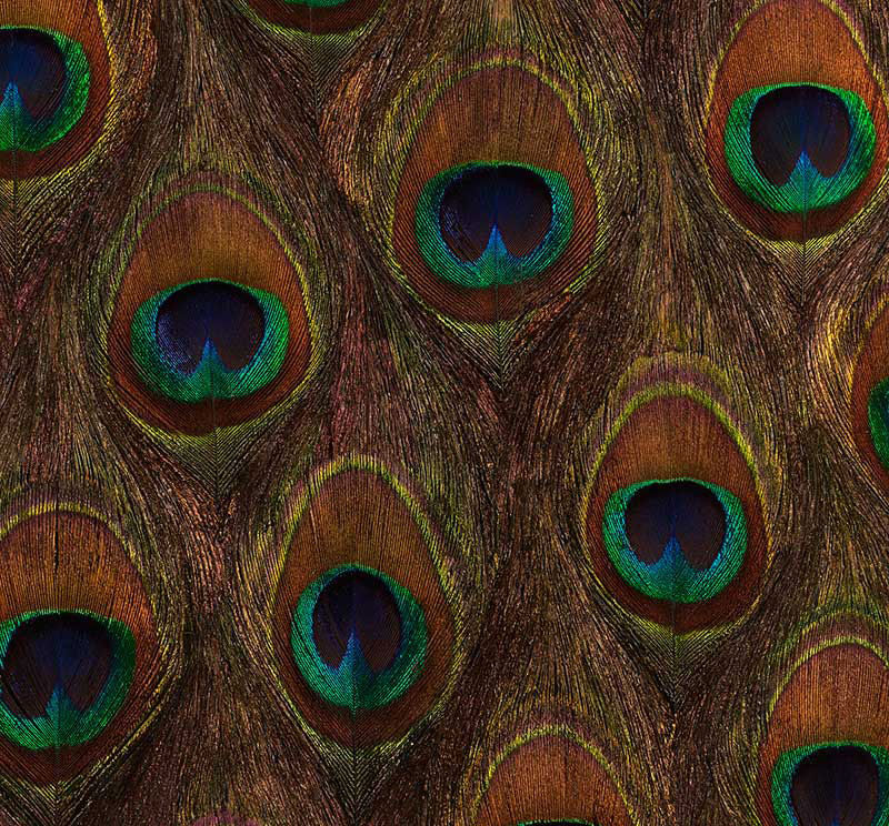 Peacock Ore, Peacock