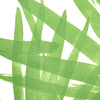 Sunlit Palm - Green Wallpapers