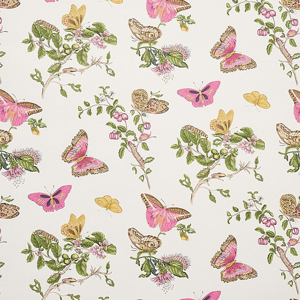 Baudin Butterfly, Blush