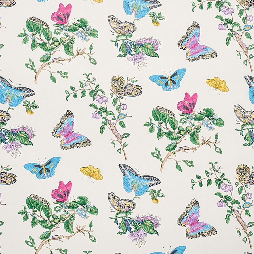Baudin Butterfly, Turquoise