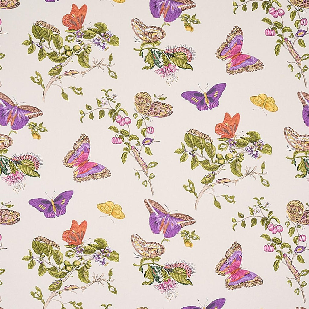Baudin Butterfly, Purple