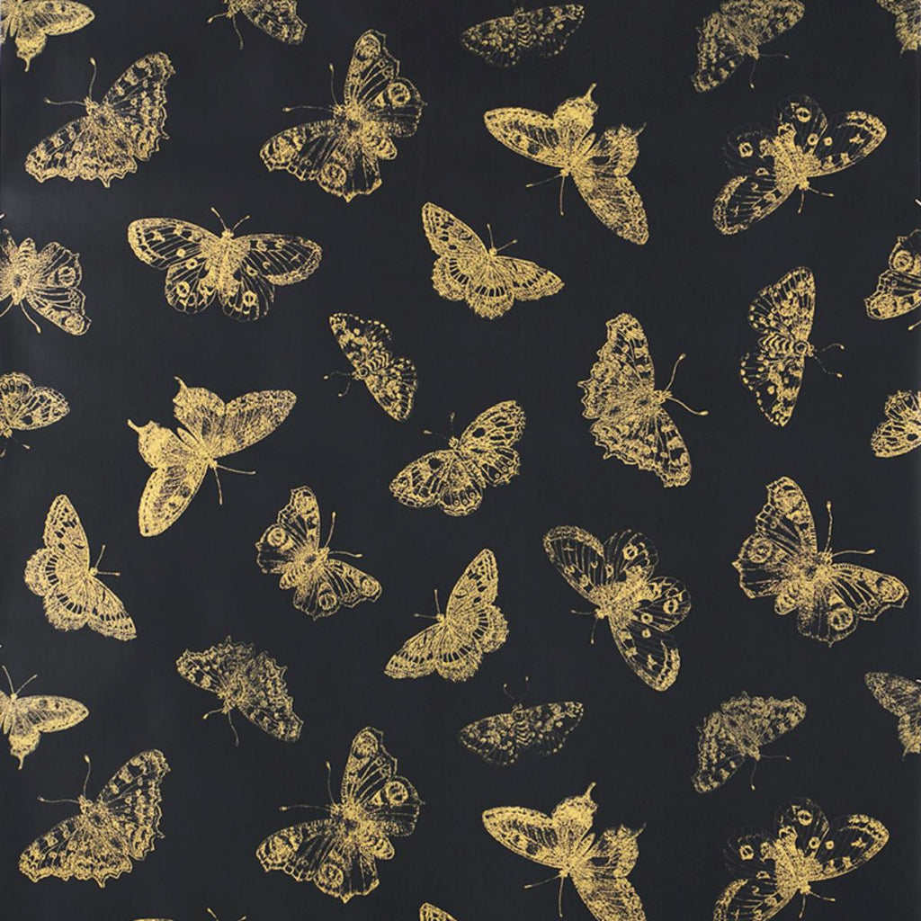 Burnell Butterfly, Black