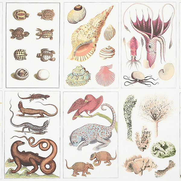 Bauhin, Document Multi Wallcoverings | Schumacher