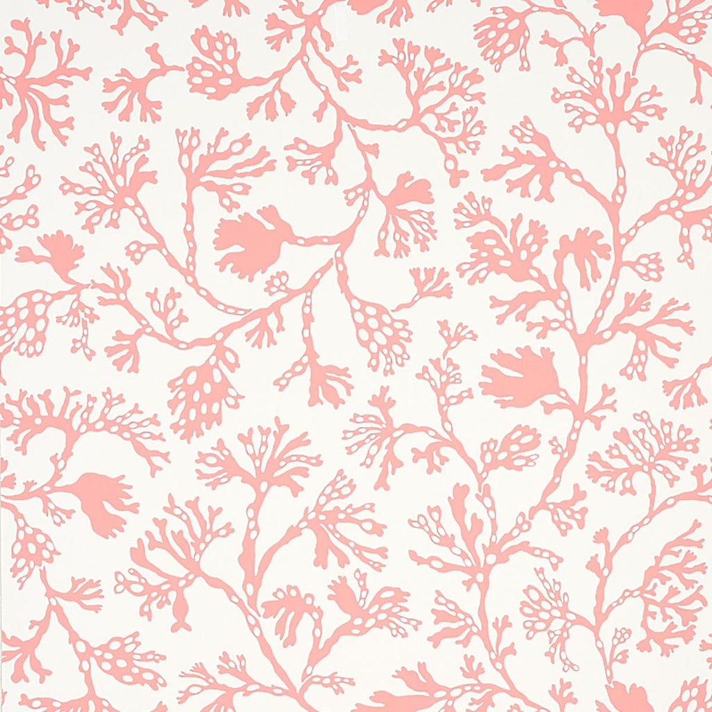 Anthoza, Coral