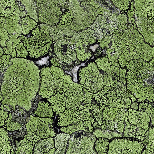 Liquen Green, Roll Vinyl Wallcoverings | Newwall