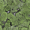 Liquen Green, Roll Vinyl