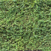 Ap Digital 3 Green Wallcovering | AS Creation