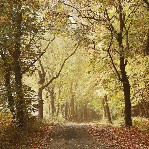 Woods October Path 6500207, Made to Measure Mural Vinyl Wallcoverings | Coordonné