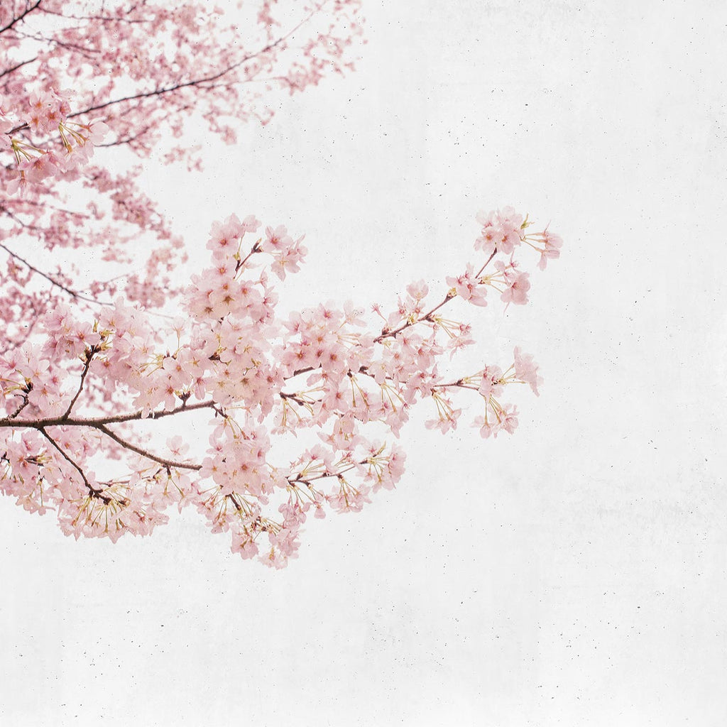 Blossom Almond Tree Pink 6500306, Made to Measure Mural Vinyl