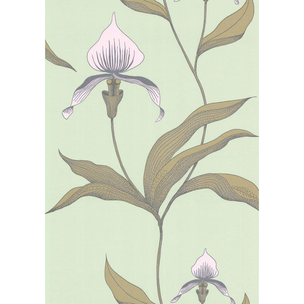 Orchid - Pale Gr Light Green By Cole & Son | Cole & Son New Contemporary |Botanical & Floral  Wallcovering