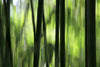 Nature Green Wallcovering | AS Creation