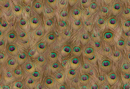 Pea Fowl Peacock Feathers | Coordone Europe