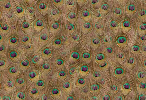 Pea Fowl Peacock Feathers | Coordone Europe