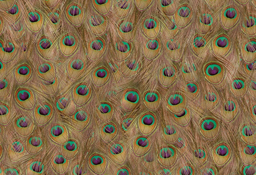 Pea Fowl Peacock Feathers