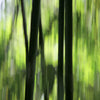 Nature Green Wallcovering | AS Creation
