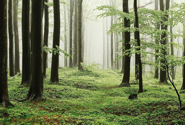 Misty Forest | Coordone Europe