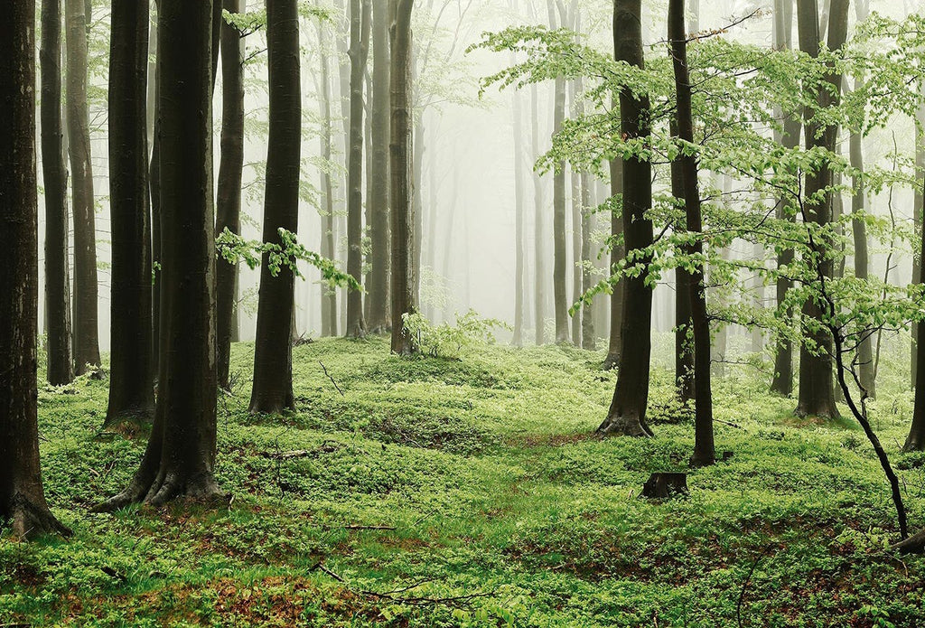 Misty Forest
