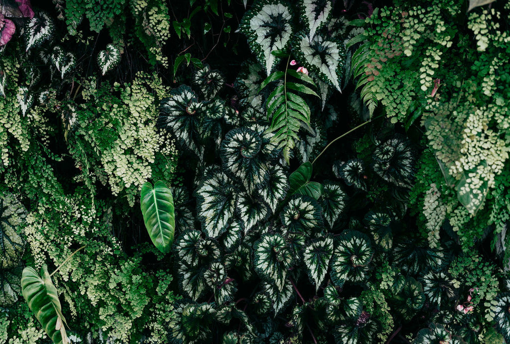 Walls By Patel 3 Green Wallcovering | AS Creation