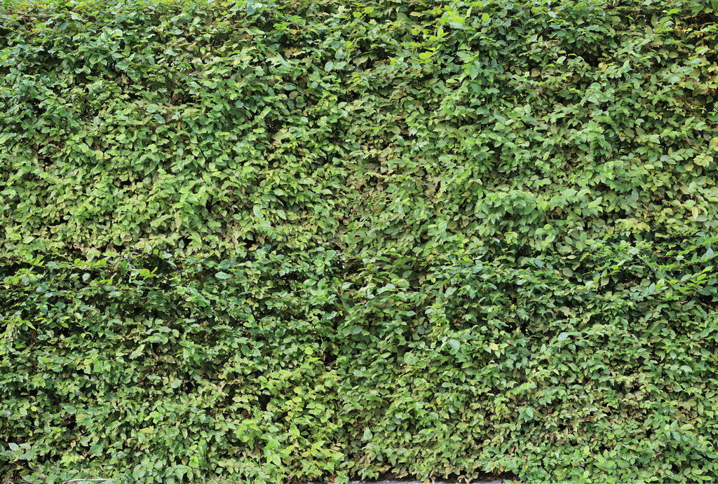Ap Digital 3 Green Wallcovering | AS Creation
