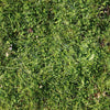 Ap Digital Green Wallcovering | AS Creation