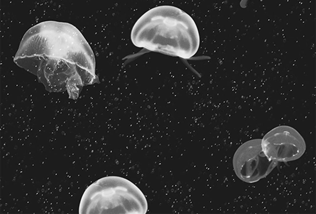 Jelly Fish