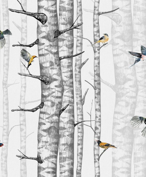 Birch Trees Grey, Roll Vinyl Wallcoverings | Coordonné