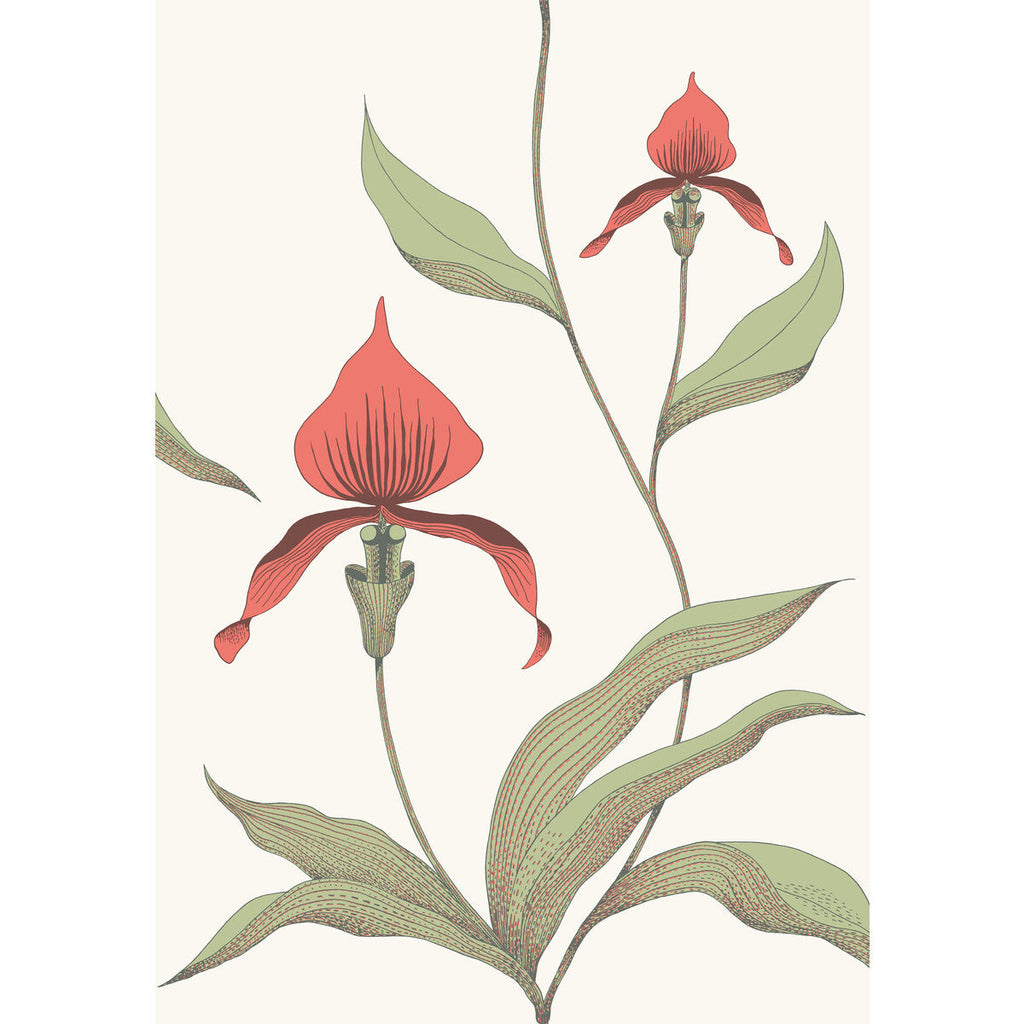 Orchid - Red/White Burgundy/Red By Cole & Son | Cole & Son Contemporary Restyled |Botanical & Floral  Wallcovering