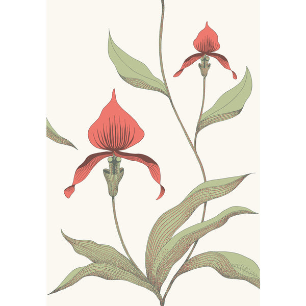 Orchid - Red/White Burgundy/Red By Cole & Son | Cole & Son Contemporary Restyled |Botanical & Floral  Wallcovering
