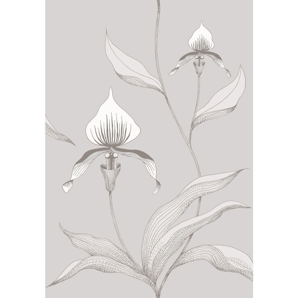 Orchid - Grey/White Grey By Cole & Son | Cole & Son Contemporary Restyled |Botanical & Floral  Wallcovering