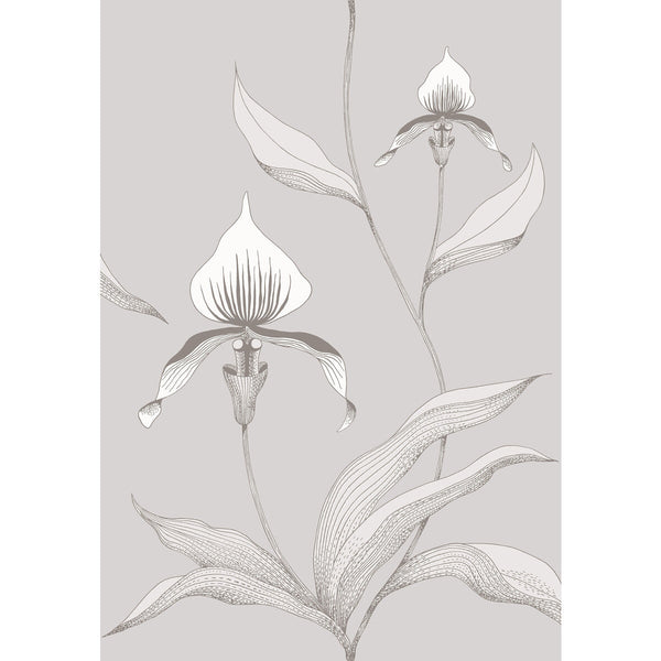 Orchid - Grey/White Grey By Cole & Son | Cole & Son Contemporary Restyled |Botanical & Floral  Wallcovering
