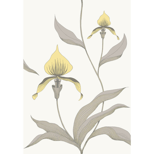 Orchid - Yellow/White Yellow By Cole & Son | Cole & Son Contemporary Restyled |Botanical & Floral  Wallcovering
