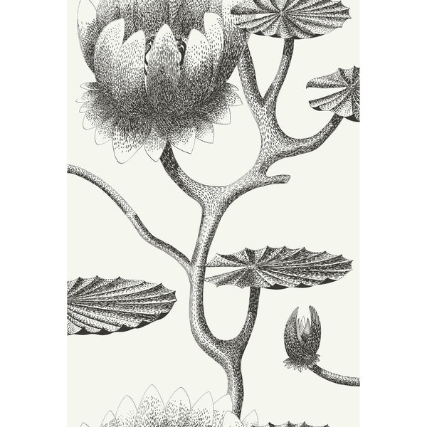 Lily - Black/White Black | Cole & Son