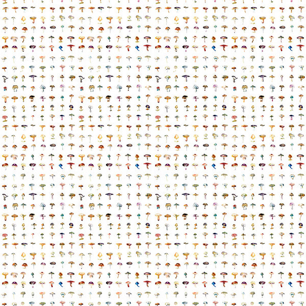 Forager White, White Wallcoverings | Newwall