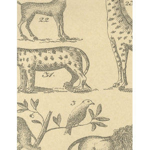 Ark - Parchment - beige Wallcovering | Andrew Martin