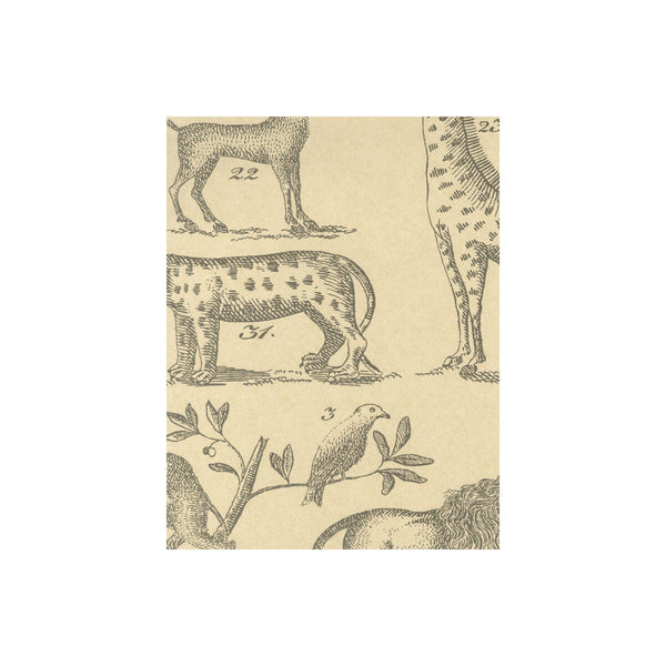 Ark - Parchment Grey | Kravet Couture | Andrew Martin Museum | Modern Wallcovering Print
