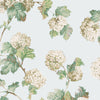 Sussex Hydrangea, Soft Blue